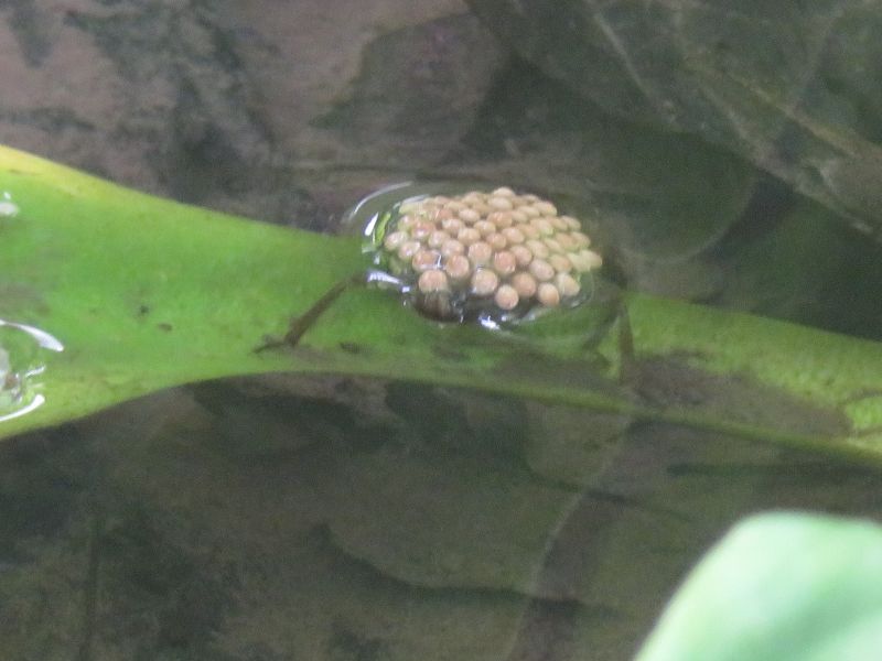 f:id:mannenNA:20210509094506j:plain