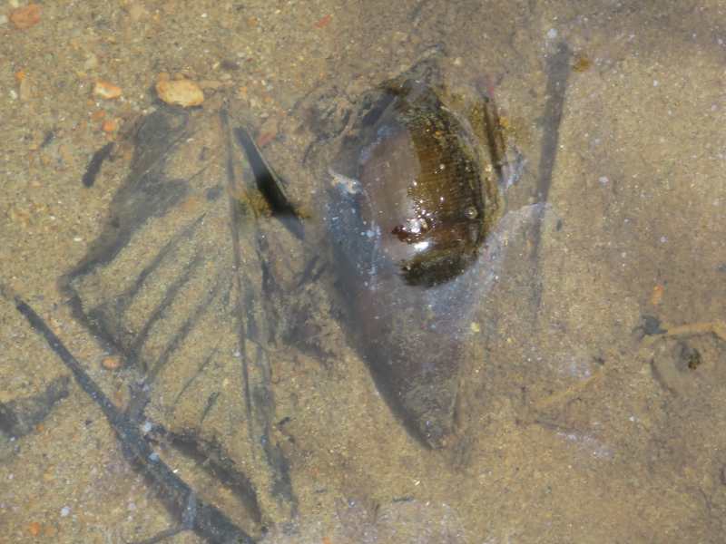 f:id:mannenNA:20210509094523j:plain