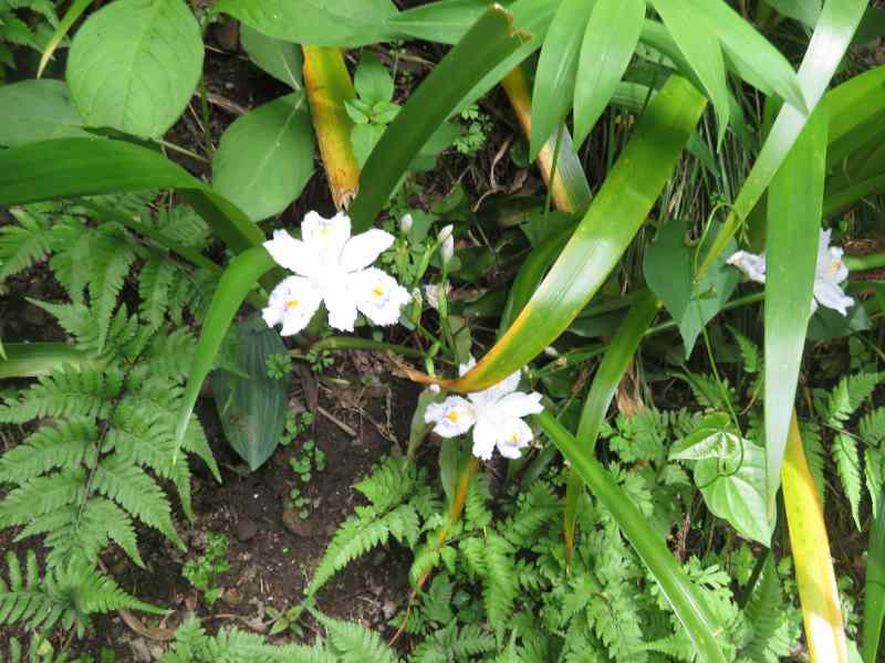 f:id:mannenNA:20210509094747j:plain