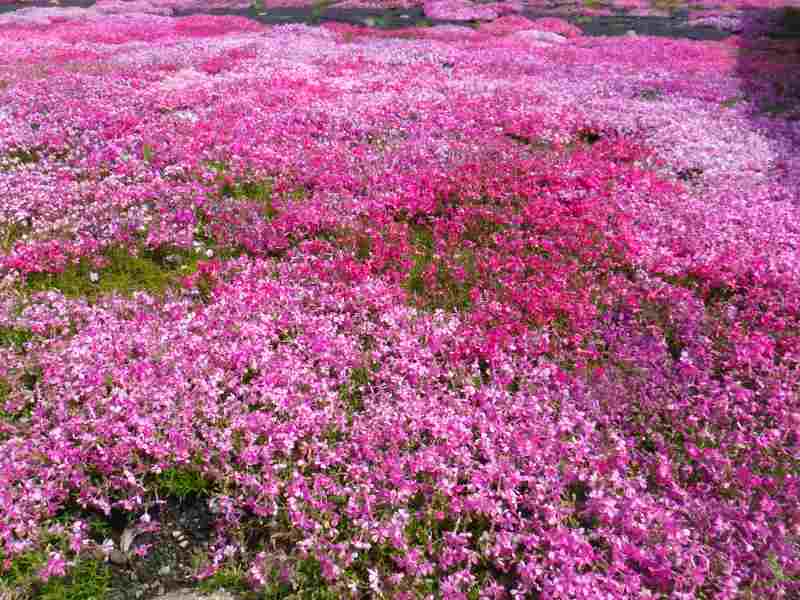 f:id:mannenNA:20210512211910j:plain