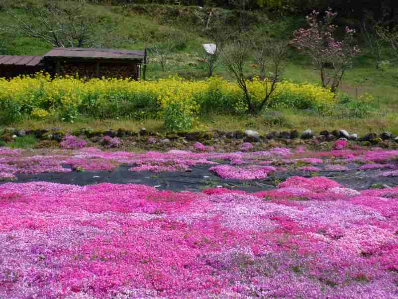 f:id:mannenNA:20210512211933j:plain