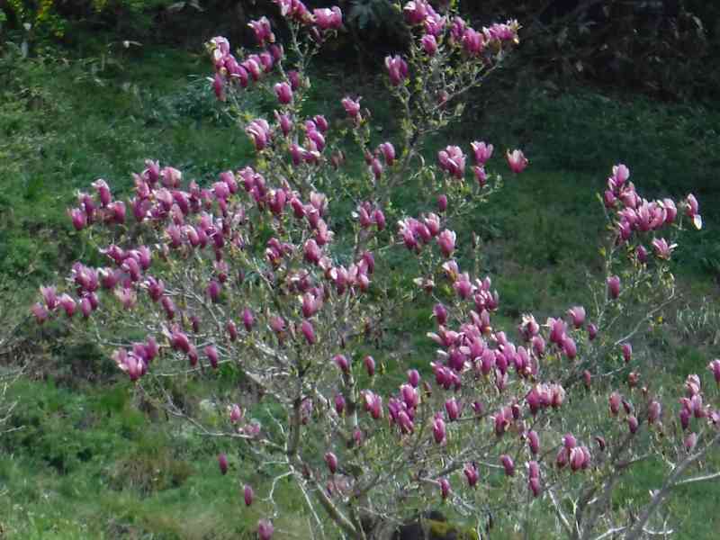 f:id:mannenNA:20210512211951j:plain