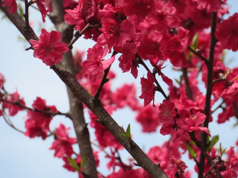 f:id:mannenNA:20210512212045j:plain