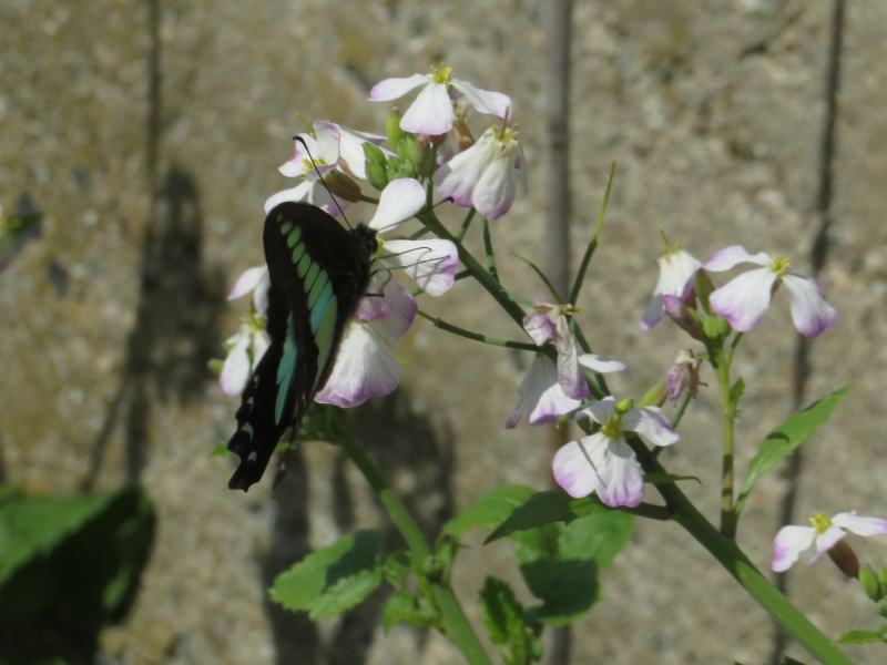 f:id:mannenNA:20210526193729j:plain