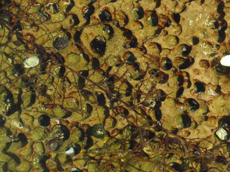 f:id:mannenNA:20210526193843j:plain