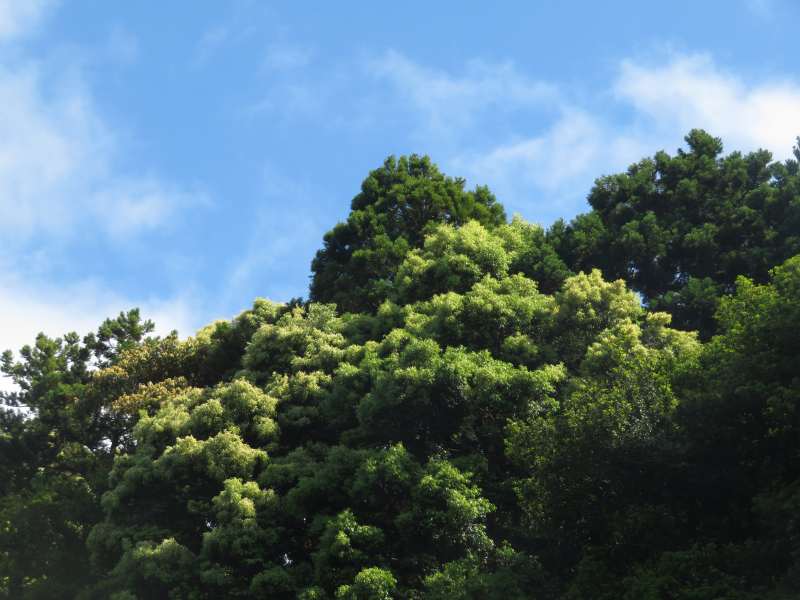 f:id:mannenNA:20210526193911j:plain