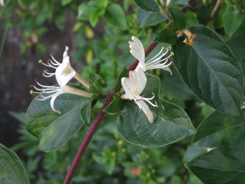 f:id:mannenNA:20210527183753j:plain