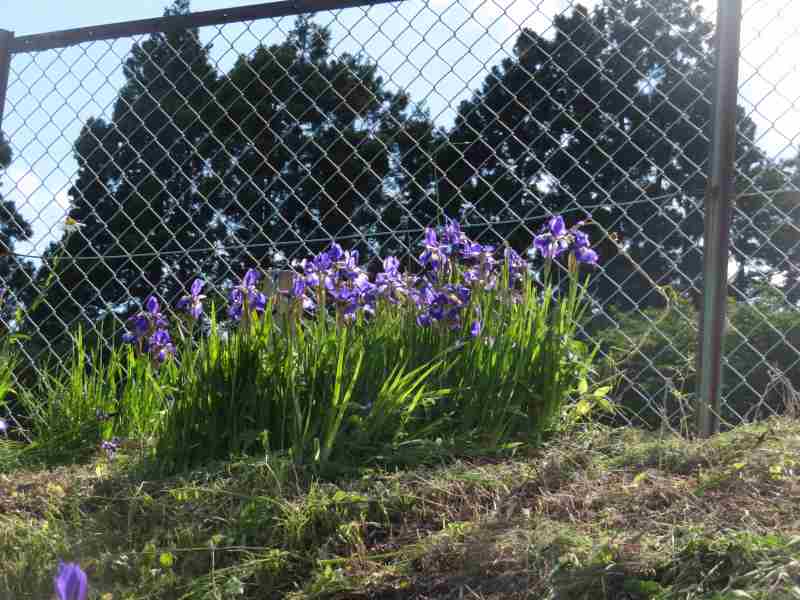 f:id:mannenNA:20210527185233j:plain