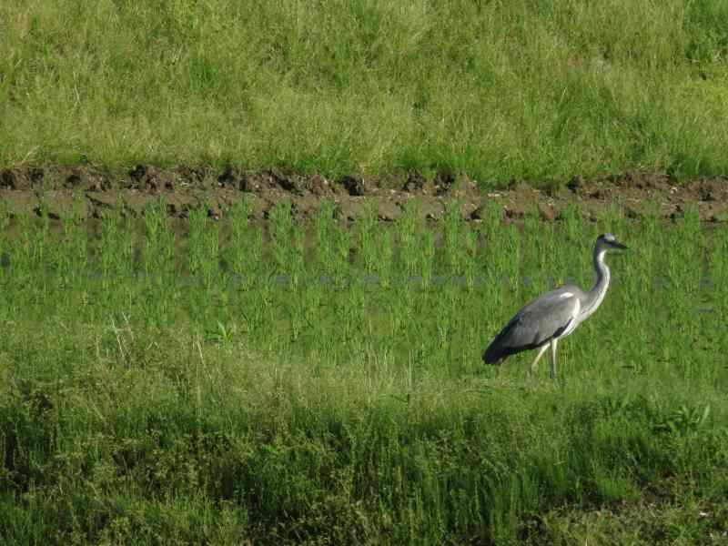 f:id:mannenNA:20210528194333j:plain