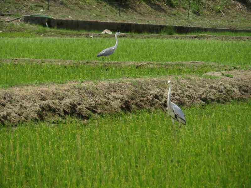 f:id:mannenNA:20210619185311j:plain