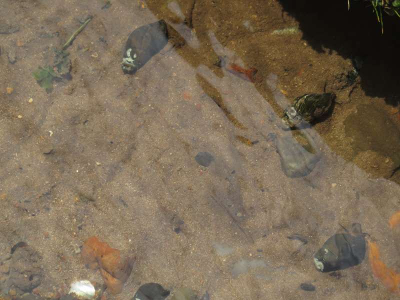 f:id:mannenNA:20210619185336j:plain