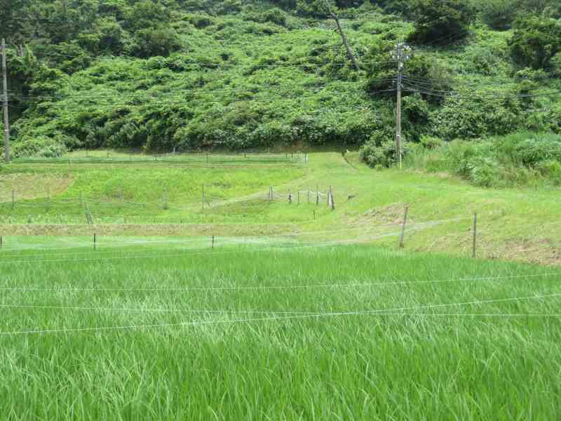 f:id:mannenNA:20210711211558j:plain