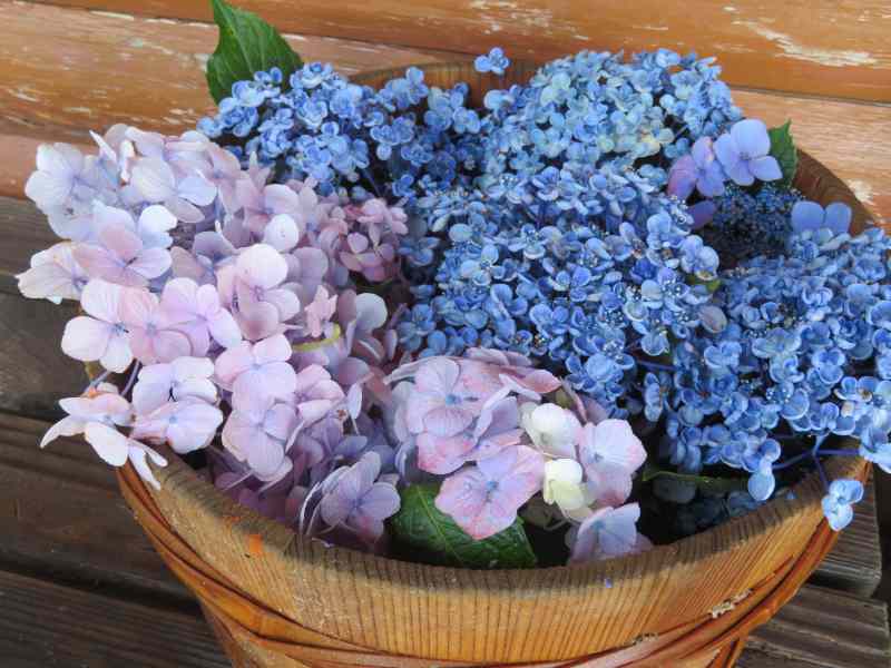 f:id:mannenNA:20210712202425j:plain