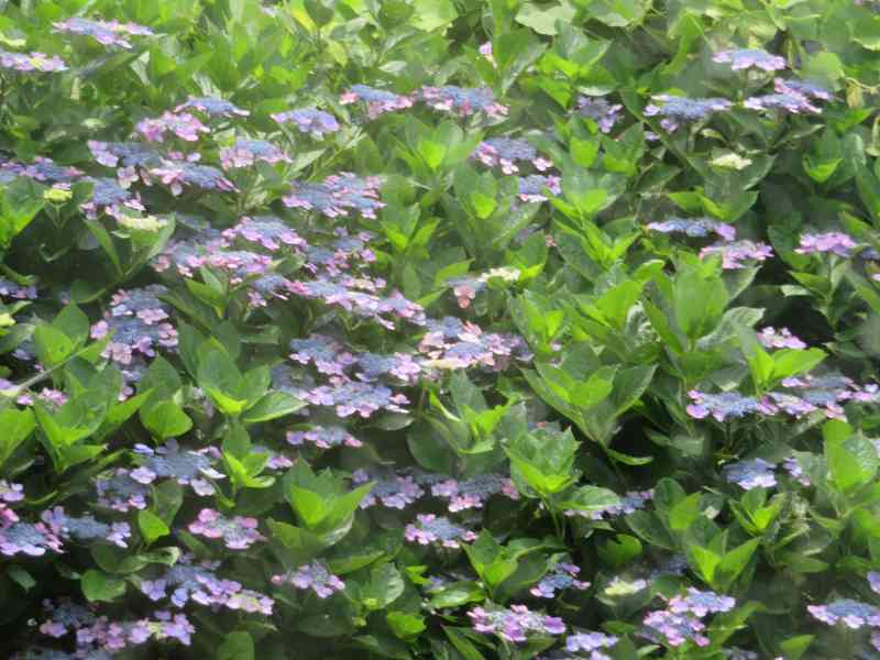 f:id:mannenNA:20210713183402j:plain