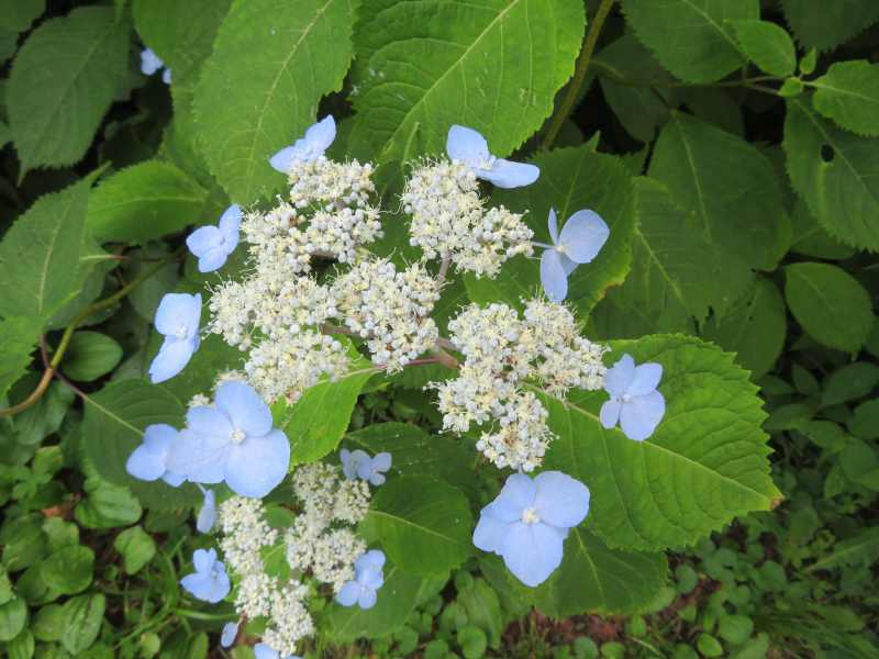 f:id:mannenNA:20210803184357j:plain