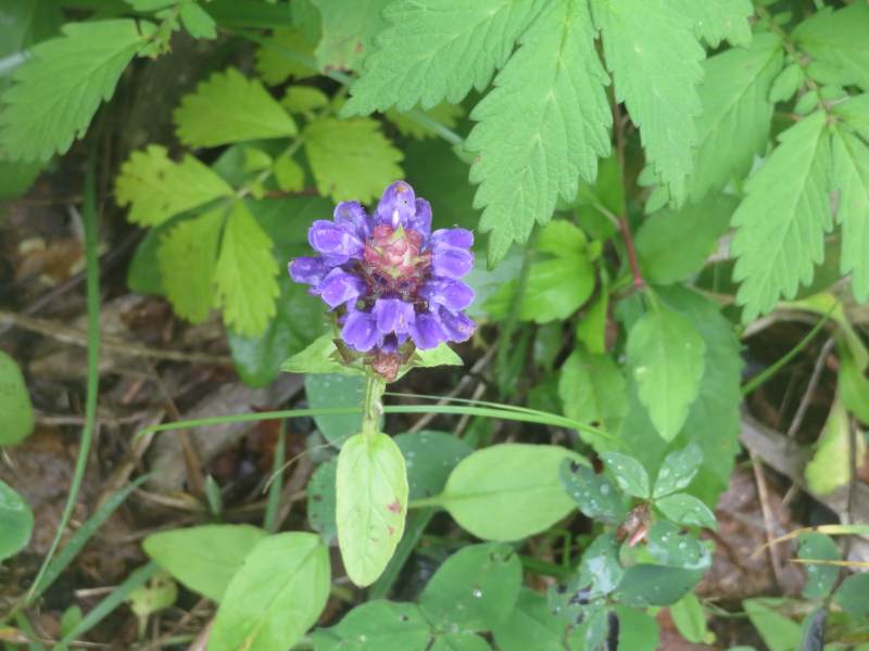 f:id:mannenNA:20210809194037j:plain