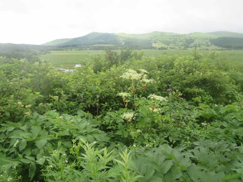 f:id:mannenNA:20210809194105j:plain