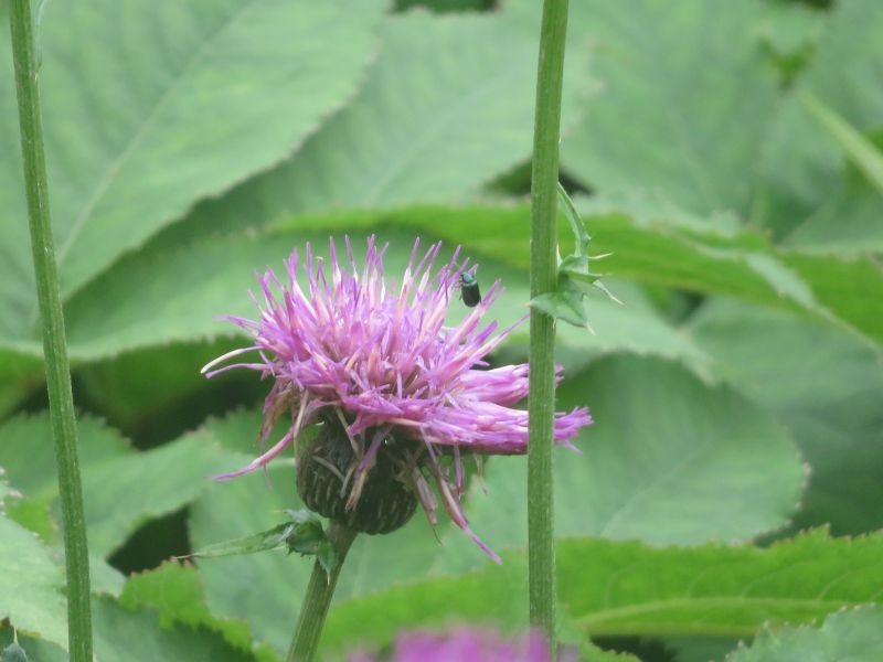 f:id:mannenNA:20210809194147j:plain