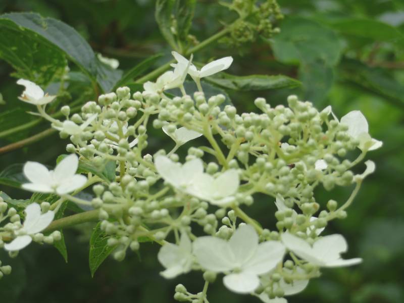 f:id:mannenNA:20210809194220j:plain