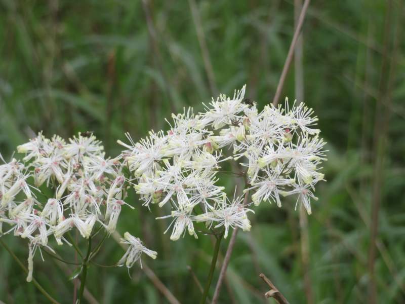 f:id:mannenNA:20210809194319j:plain