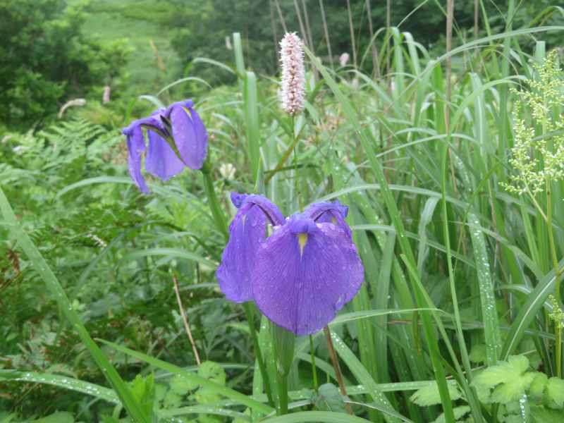 f:id:mannenNA:20210809194331j:plain