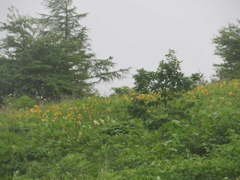 f:id:mannenNA:20210809194348j:plain