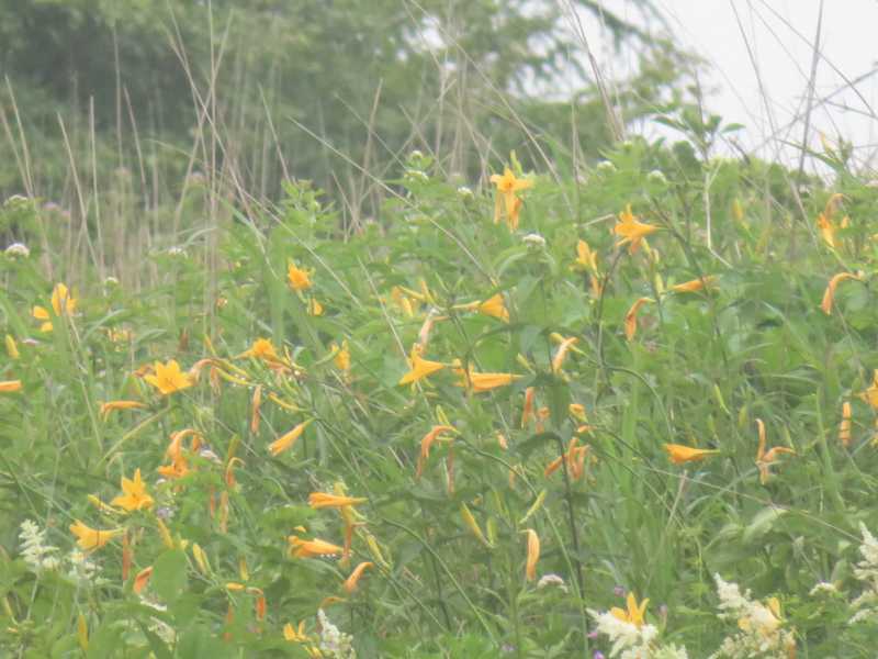 f:id:mannenNA:20210809194407j:plain