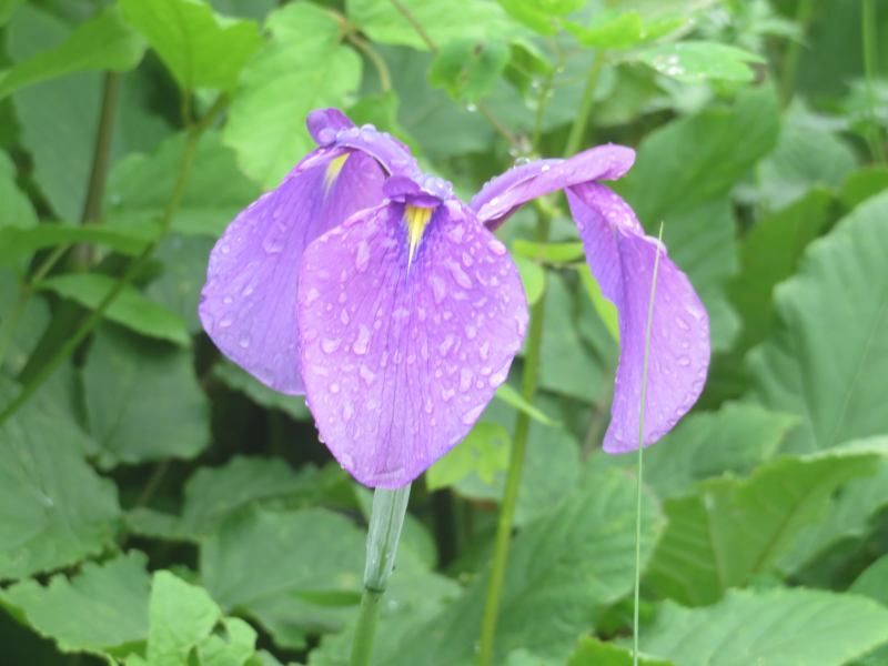 f:id:mannenNA:20210809194424j:plain