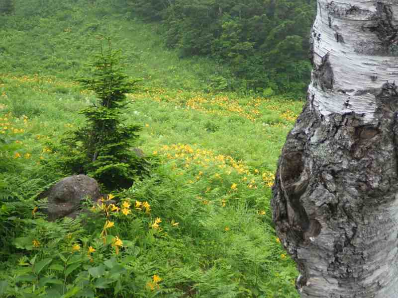 f:id:mannenNA:20210810212809j:plain