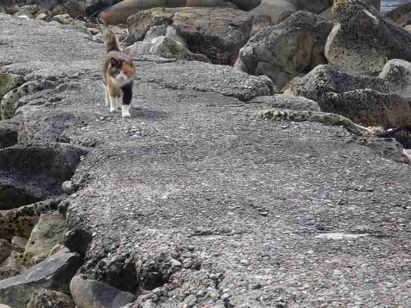 f:id:mannenNA:20210812201528j:plain