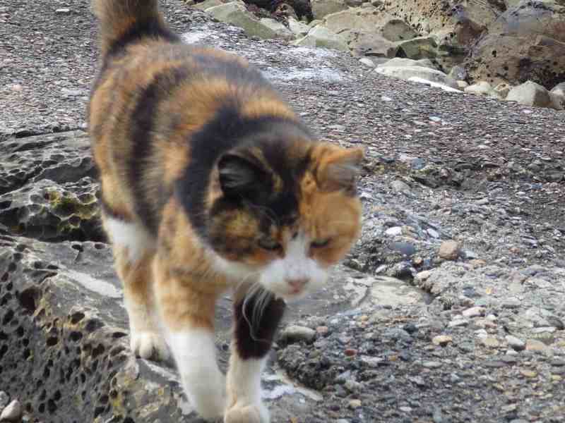 f:id:mannenNA:20210812201541j:plain