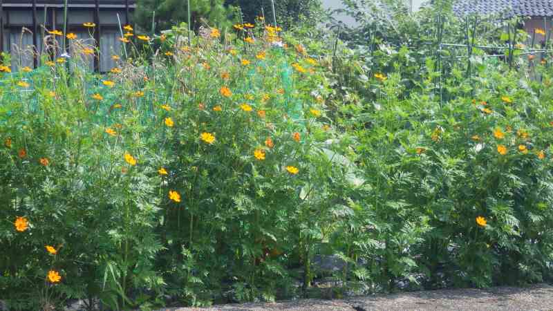 f:id:mannenNA:20210813154615j:plain