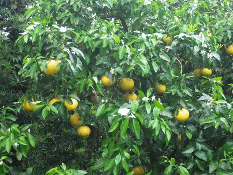 f:id:mannenNA:20210831201226j:plain