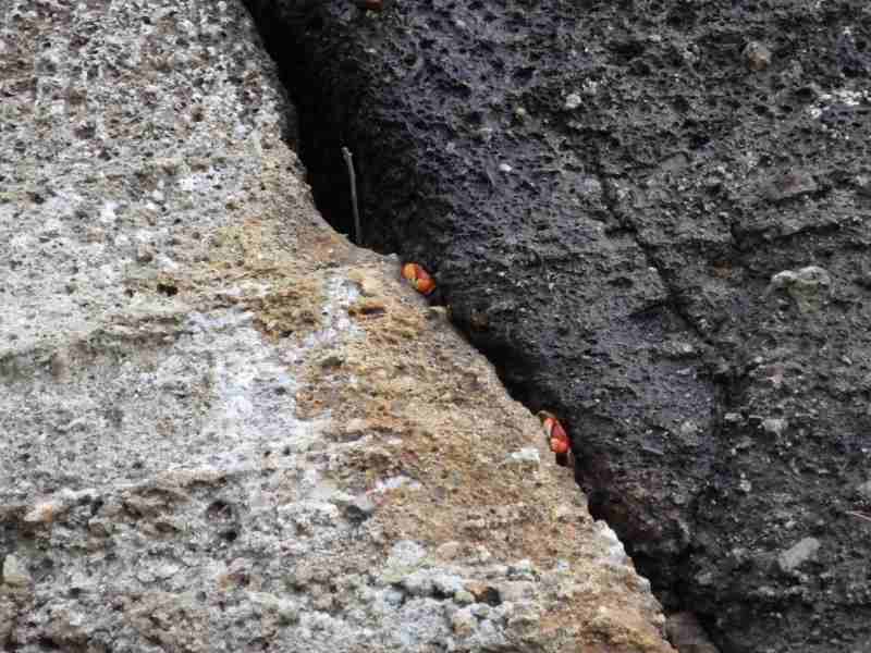 f:id:mannenNA:20210901195046j:plain