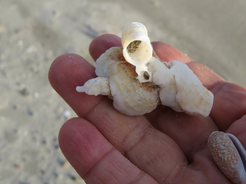 f:id:mannenNA:20210903205106j:plain