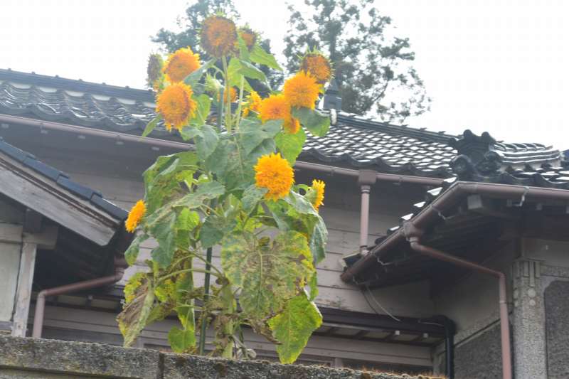 f:id:mannenNA:20210906201804j:plain