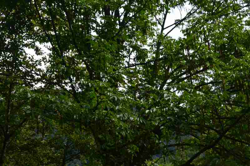 f:id:mannenNA:20210914191715j:plain