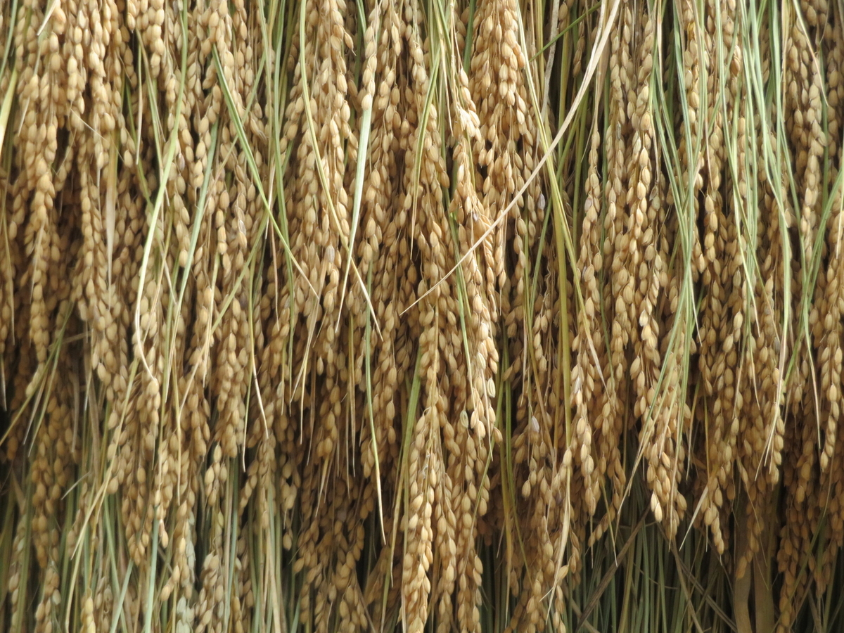 f:id:mannenNA:20210917182115j:plain