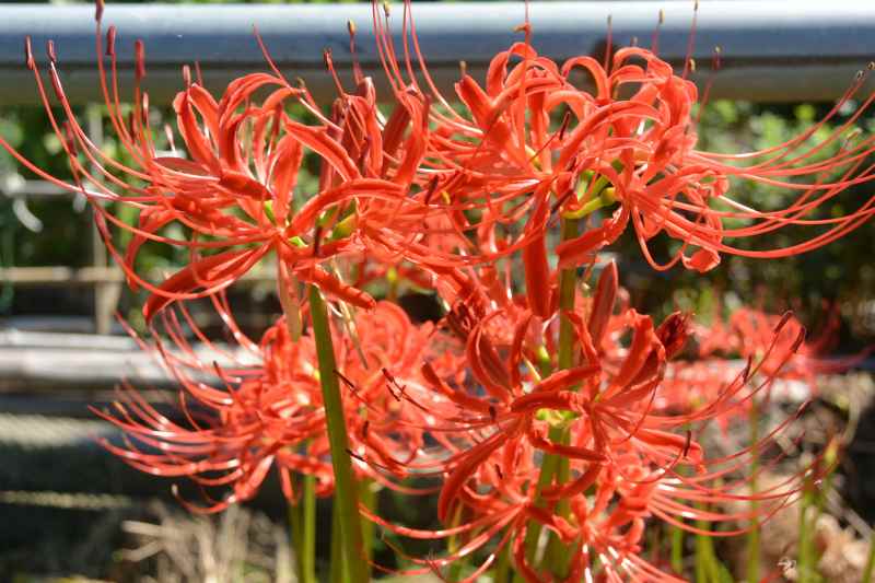 f:id:mannenNA:20210922204419j:plain