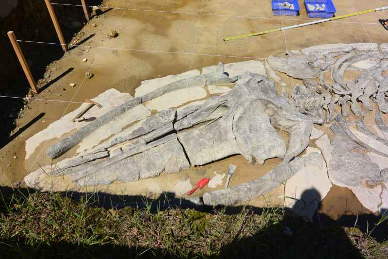 f:id:mannenNA:20210923181611j:plain