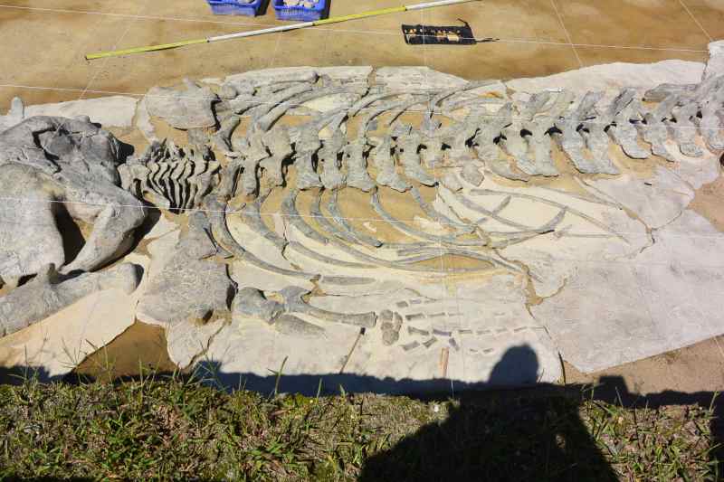 f:id:mannenNA:20210923181731j:plain