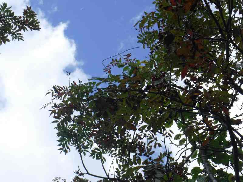 f:id:mannenNA:20211007171245j:plain