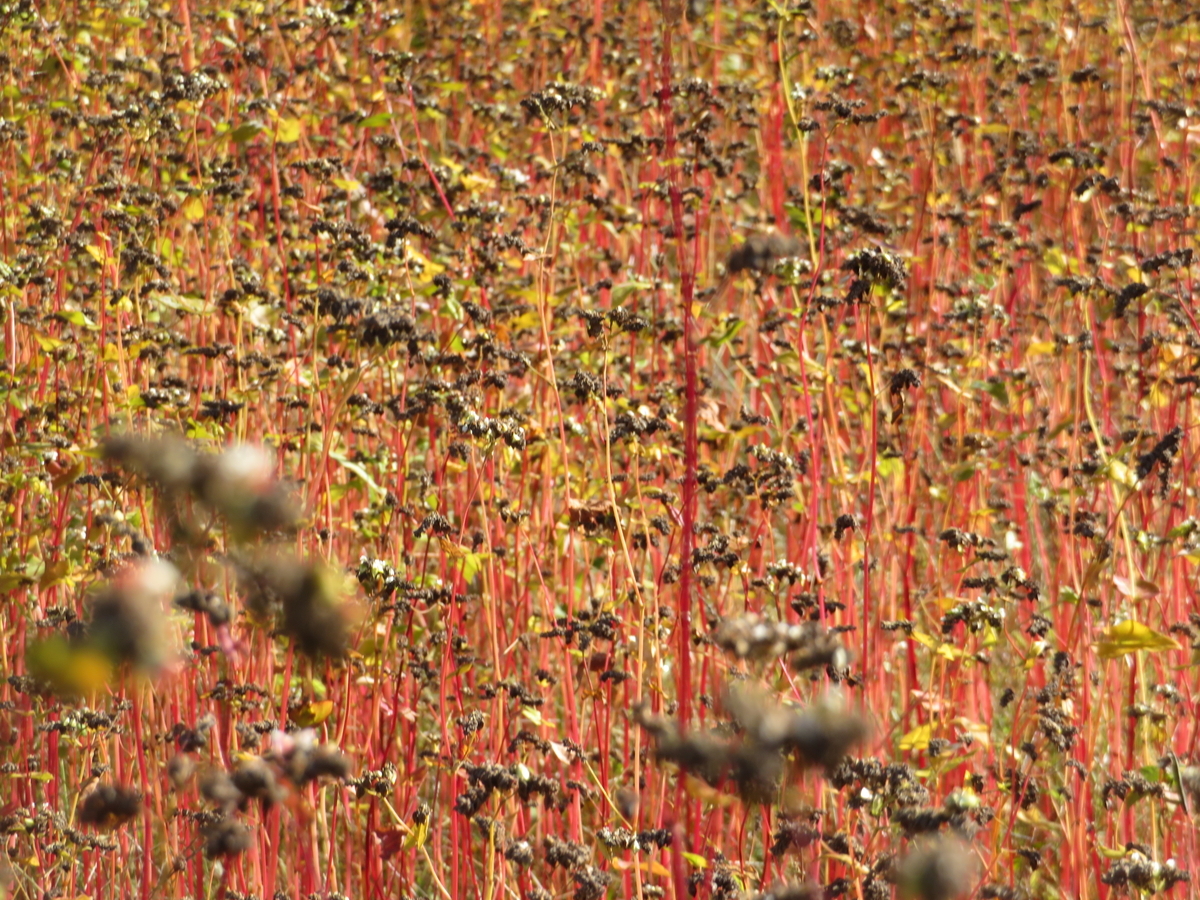 f:id:mannenNA:20211031172926j:plain