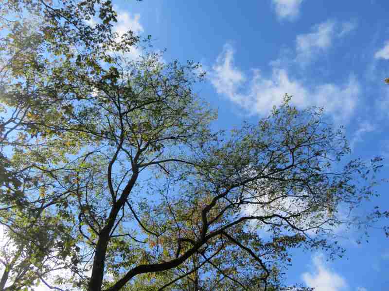 f:id:mannenNA:20211101175120j:plain