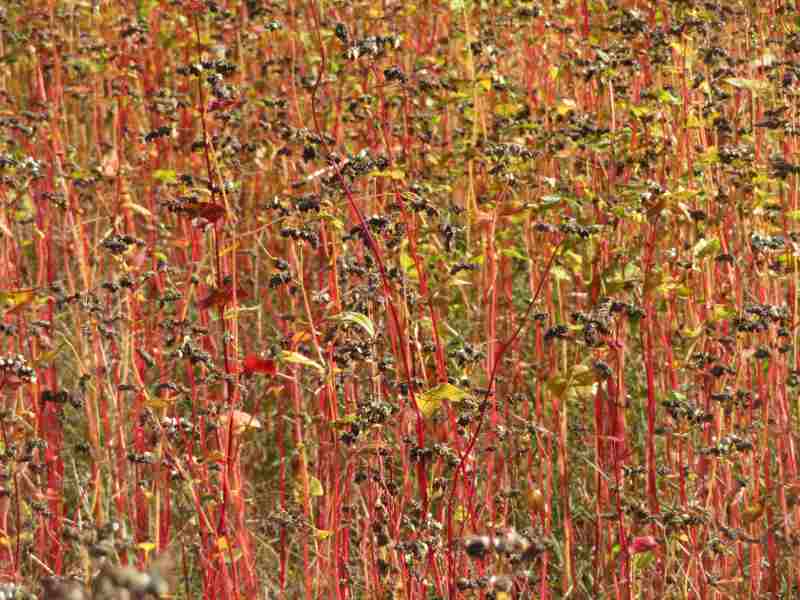 f:id:mannenNA:20211109182338j:plain