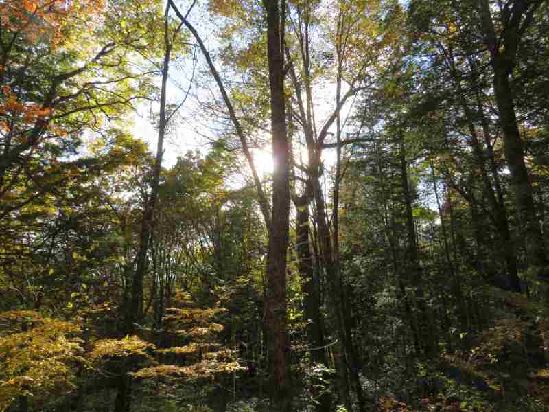 f:id:mannenNA:20211116172227j:plain