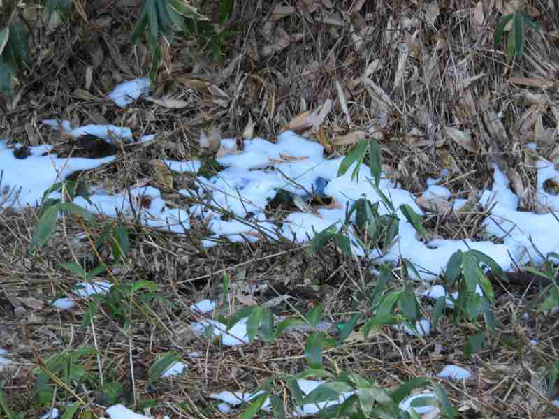 f:id:mannenNA:20211116172947j:plain