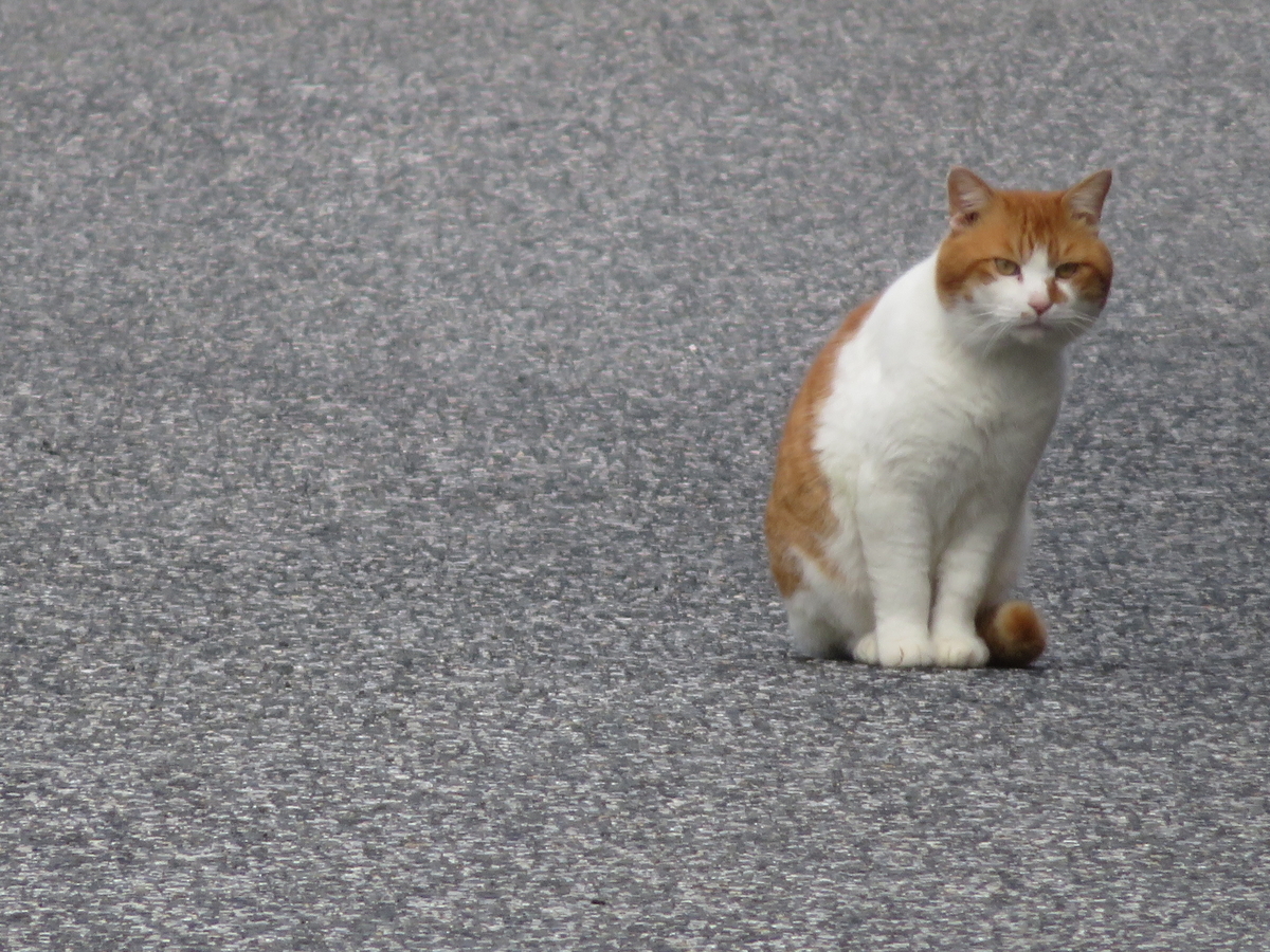 f:id:mannenNA:20211216181920j:plain