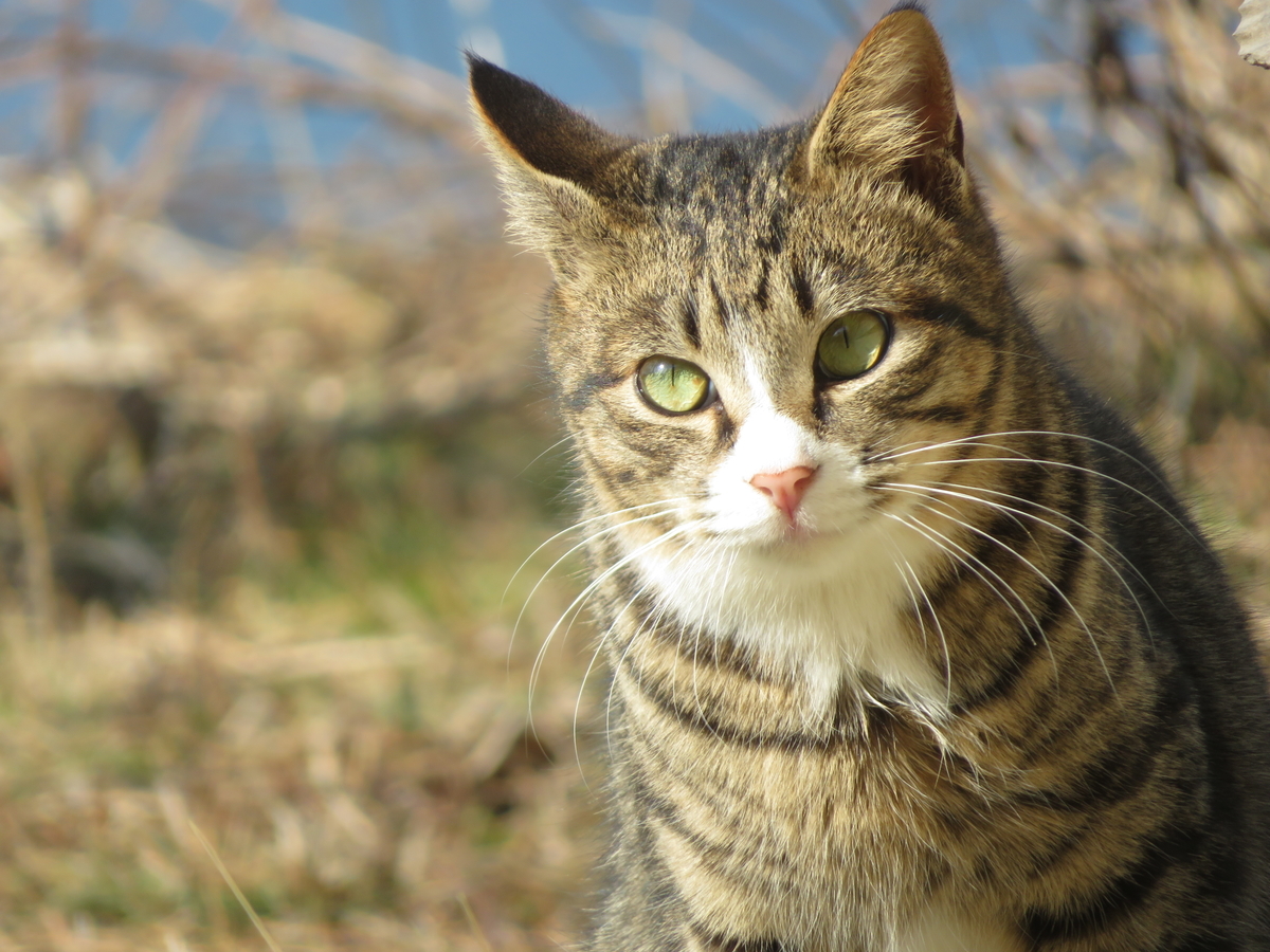 f:id:mannenNA:20211216182135j:plain