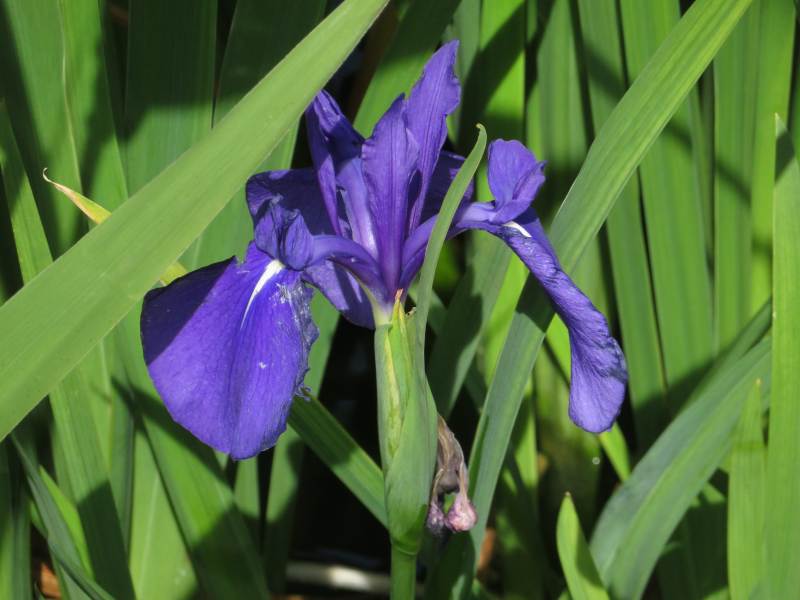 f:id:mannenNA:20211221174803j:plain